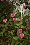 Trifolium repens 'William' RCP 5-2014 331.JPG